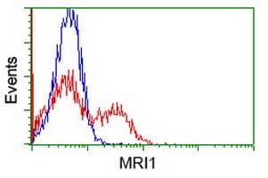 MRI1 Antibody (clone OTI9H7, Carrier-free)