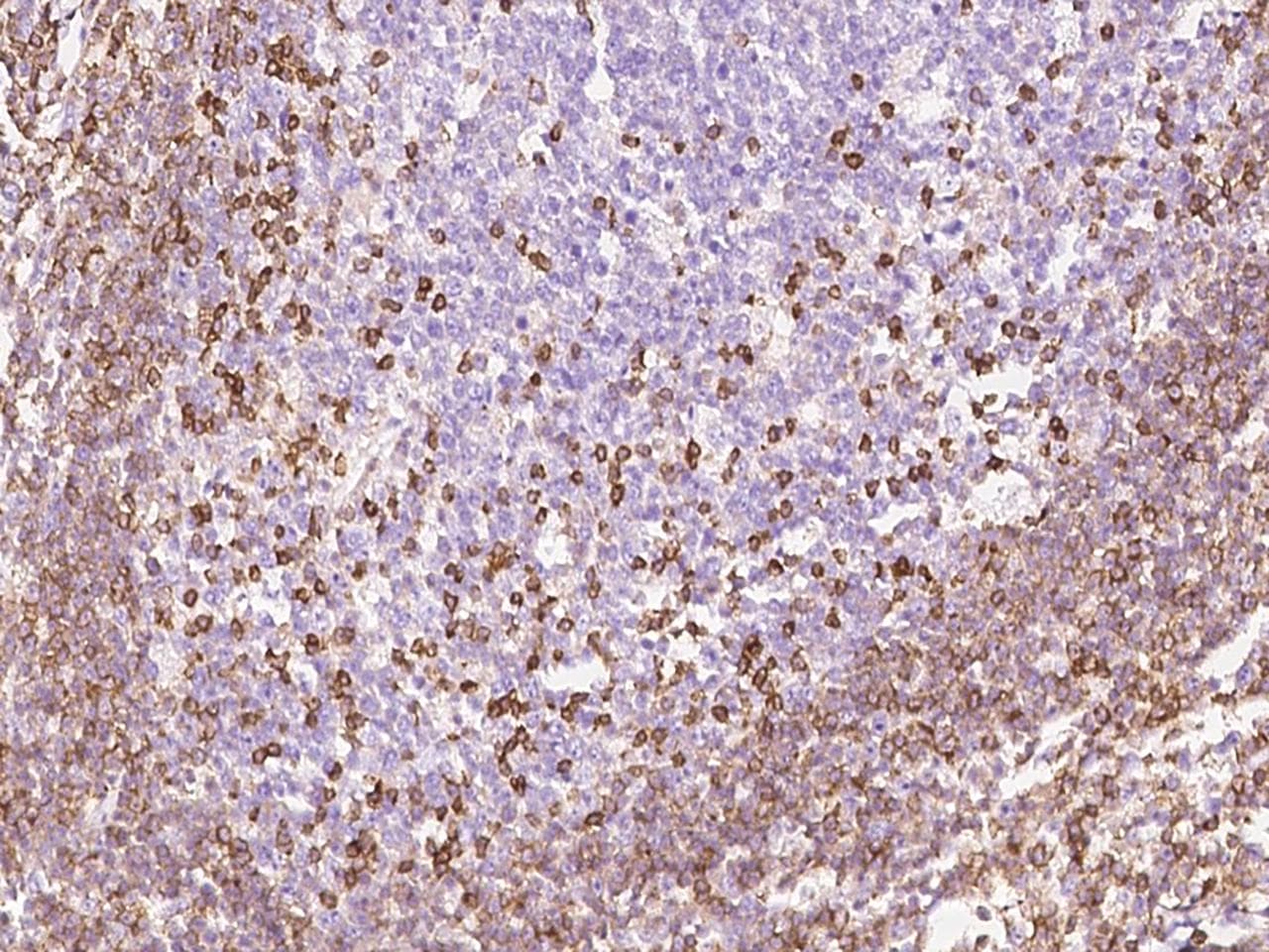 IL16 Antibody (clone 55, Preservative Free)