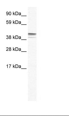 ZNF627 Antibody (aa44-93)
