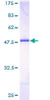 Human DYDC1 Protein (Recombinant GST)