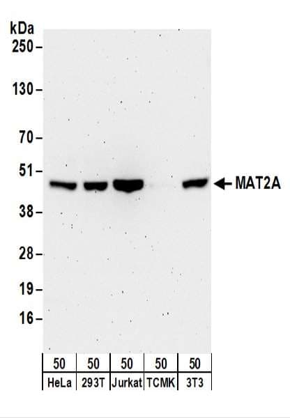 MAT2A Antibody (aa1-50)