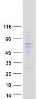 Human CDC42EP1 / CEP1 Protein (Recombinant Myc-DDK (Flag))