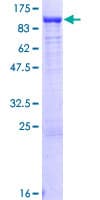 Human PUS7L Protein (Recombinant GST)