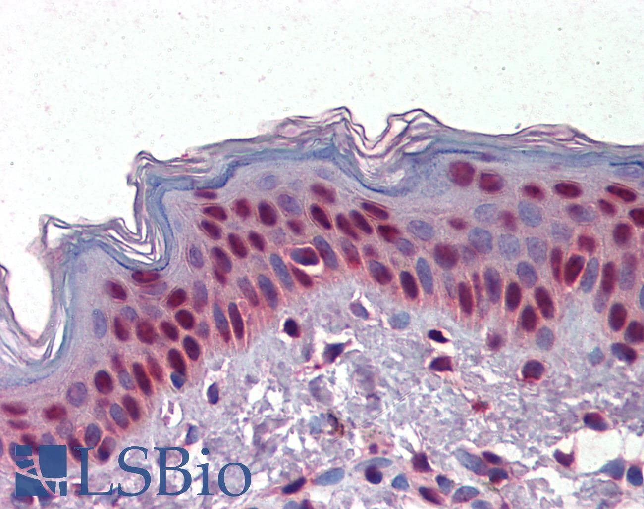 IHC-plus™ Monoclonal Mouse anti-Human HDAC3 Antibody (clone 3A7B5, aa224-428, IHC, WB)