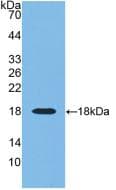 RNASE3 Antibody