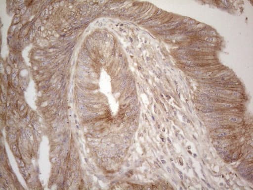 Monoclonal Mouse anti-Human CD275 / B7-H2 / ICOS Ligand Antibody (clone OTI2C5, Carrier-free, IHC, WB)