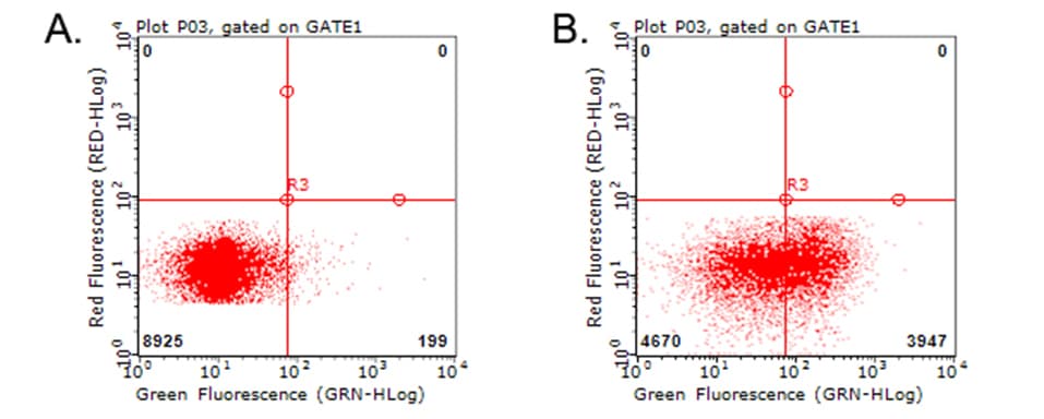 HAVCR2 / TIM-3 Antibody (clone OTI12C5)
