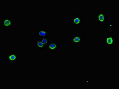 TCF11 / NFE2L1 Antibody