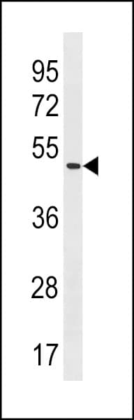 POLE2 Antibody (aa495-523)