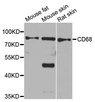 CD68 Antibody