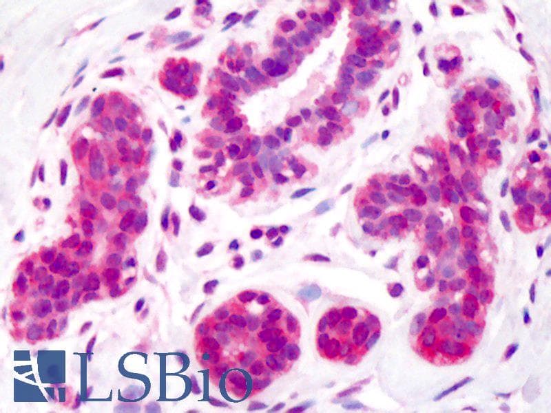 IHC-plus™ ALDOA / Aldolase A Antibody (Lyophilized)