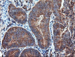 PSMA6 Antibody (clone OTI3B8)