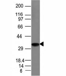 CD74 / CLIP Antibody (clone CLIP/1133, Azide-free, BSA-free)