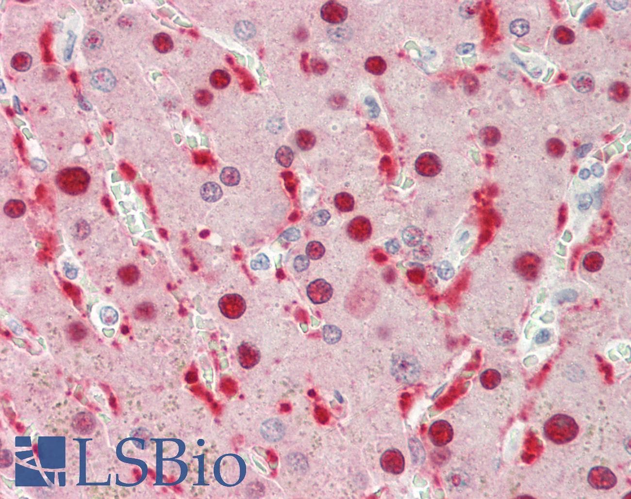 SRPX Antibody (aa206-255)