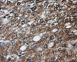 PRKAR2A Antibody (clone OTI4H8, Carrier-free)