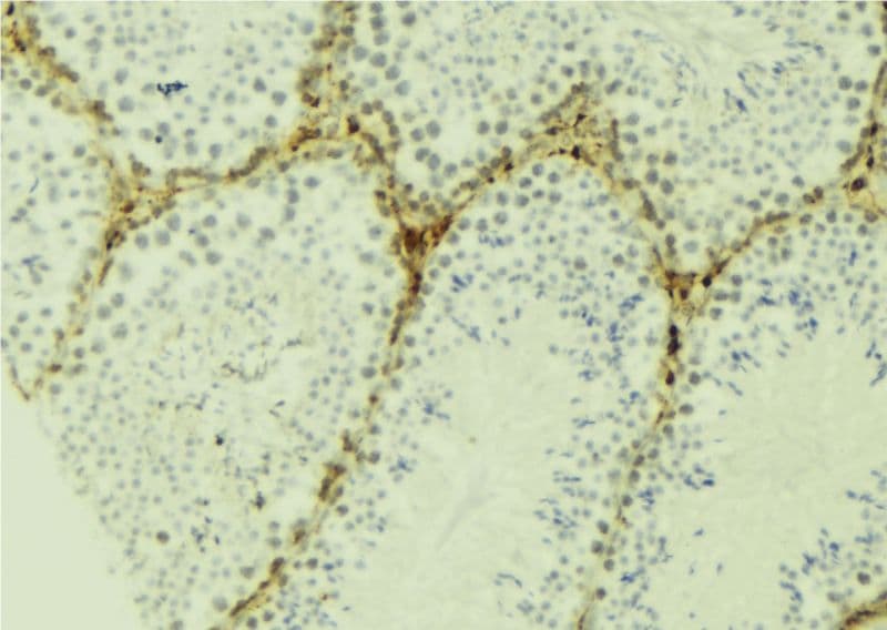 SPY1 / SPDYA Antibody