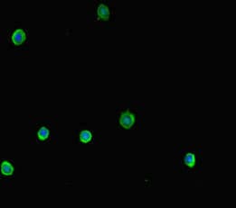 NR1H2 / LXR Beta Antibody
