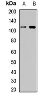 AGO1 / EIF2C Antibody