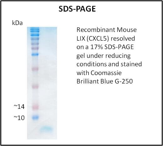 Mouse CXCL5 Protein (Recombinant)
