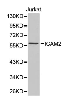 ICAM2 / CD102 Antibody