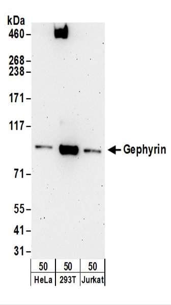 Gephyrin Antibody (aa250-300)