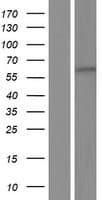 DYRK2 Protein (Over-Expression Lysate Myc-DDK (Flag))