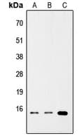 TNFSF4 / OX40L / CD252 Antibody (Internal)