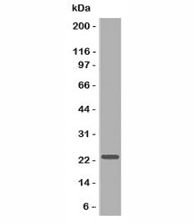 CD3E Antibody (Azide-free, BSA-free)