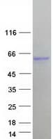 Human FAM90A7 Protein (Recombinant Myc-DDK (Flag))