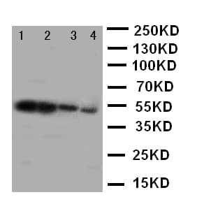 MFGE8 /Lactadherin Antibody (aa165-180)