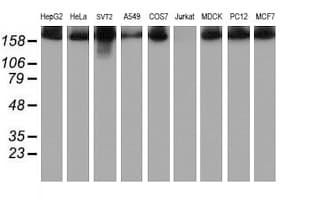 USP9X / FAM Antibody (clone OTI1D7)