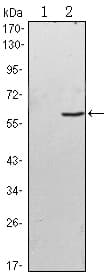 BLK Antibody (clone 1E6)