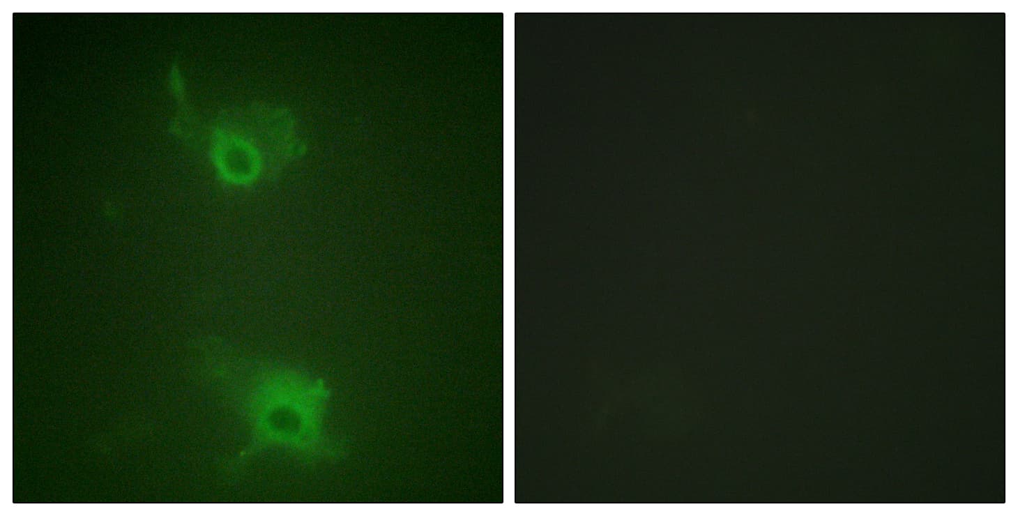 Polyclonal Rabbit anti-Human S1PR1 / EDG1 / S1P1 Antibody (phospho-Thr236, IF)