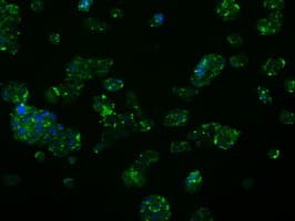FAHD2A Antibody (clone OTI5H7)