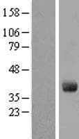 GIMAP4 Protein (Over-Expression Lysate Myc-DDK (Flag))