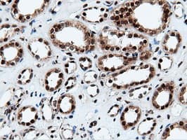 NT5DC1 Antibody (clone OTI3H2)