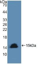 CASP8 / Caspase 8 Antibody (aa385-479)