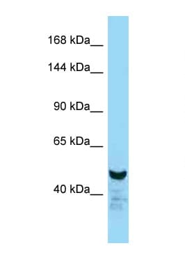 NFAT1 / NFATC2 Antibody (aa32-81)