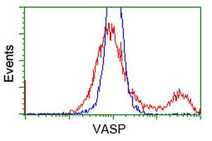IHC-plus™ VASP Antibody (clone 4D6)