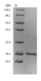 Escherichia coli FUR Protein (Recombinant 6His, N-terminus)