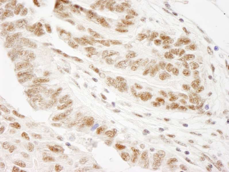 WTAP Antibody (aa346-396)