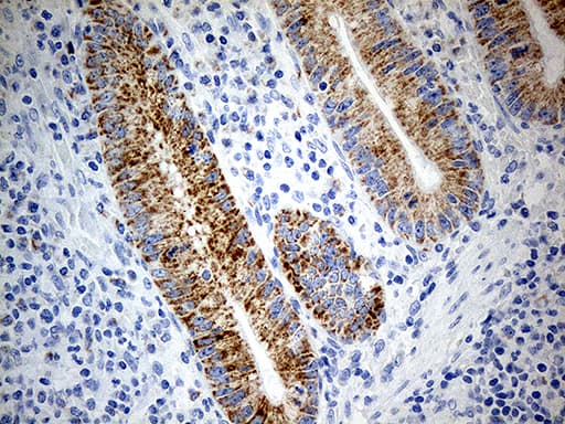 ATP5I Antibody (clone OTI1G4)