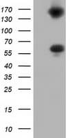 BTN1A1 Antibody (clone OTI1G2)