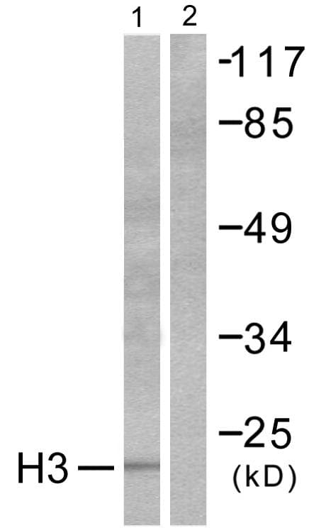 Histone H3 Antibody (p28)