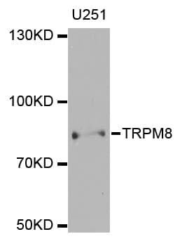 TRPM8 Antibody