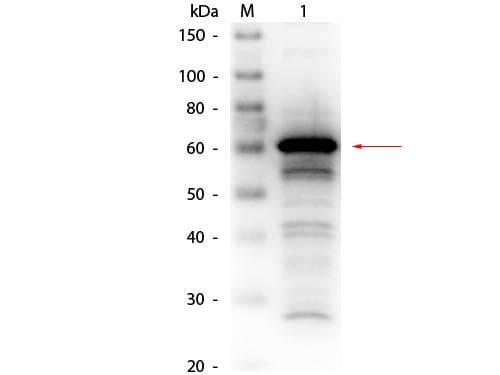 IHC-plus™ Polyclonal Rabbit anti-Human ALB / Serum Albumin Antibody (Biotin, IHC, WB)
