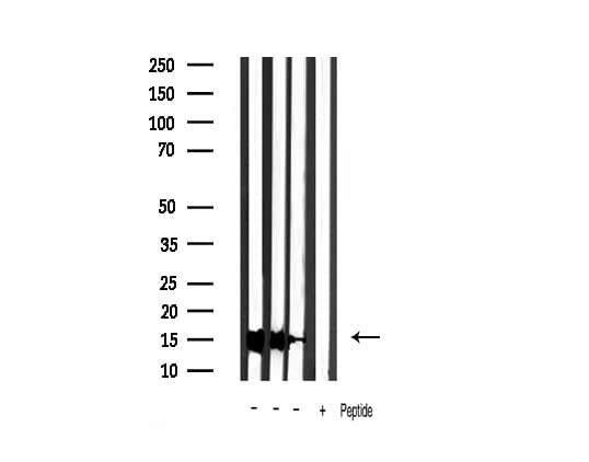 Polyclonal Rabbit anti-Human CYCS / Cytochrome c Antibody (IHC, IF, WB)
