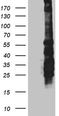 SPAG5 / MAP126 Antibody (aa1-297, clone OTI3F10)