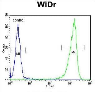 GUSB / Beta Glucuronidase Antibody (aa335-362)