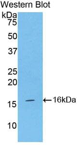 Polyclonal Rabbit anti-Mouse INHA / Inhibin Alpha Antibody (aa240-366, WB)